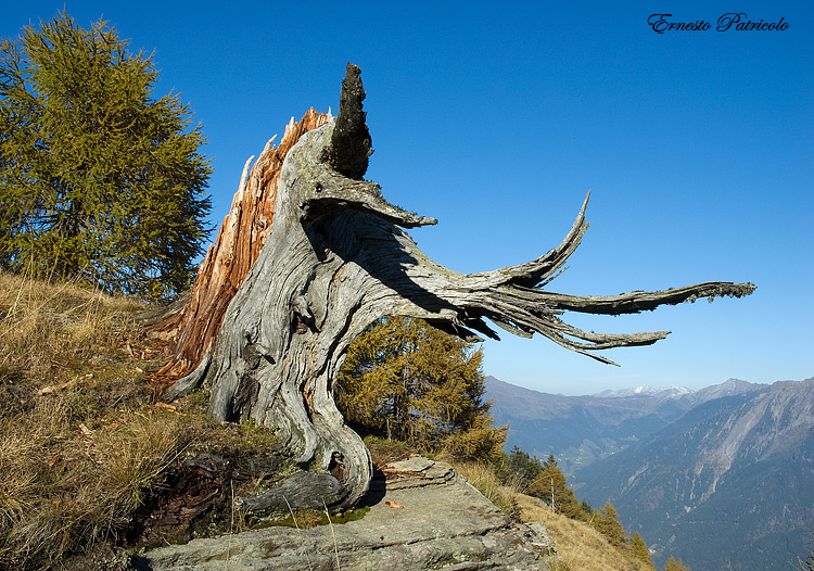 alberi consumati dal tempo